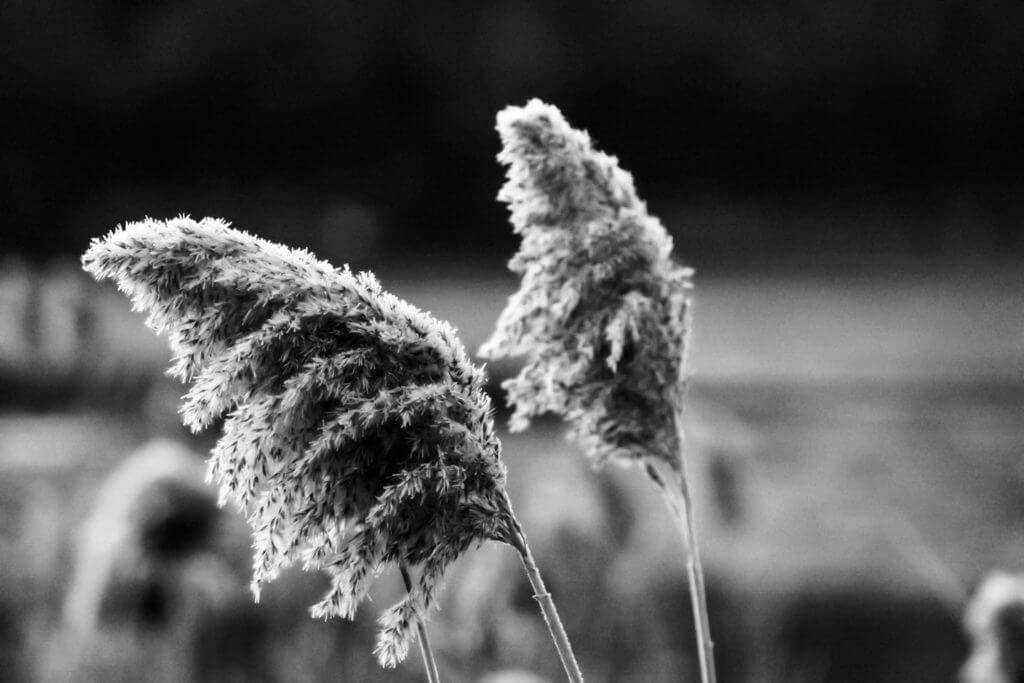 Winter Reeds - Lillie Park