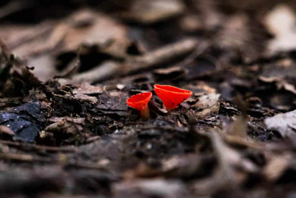 Scarlet Cup fungus