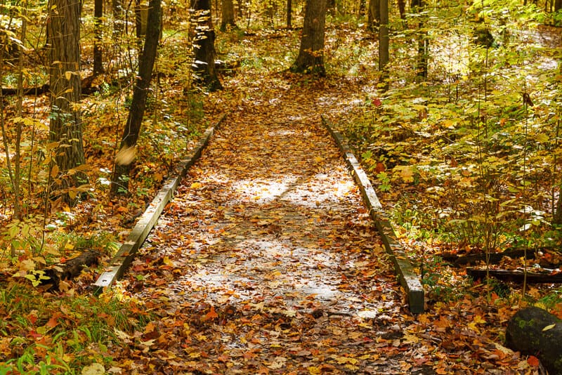 Fall path in Scio Woods